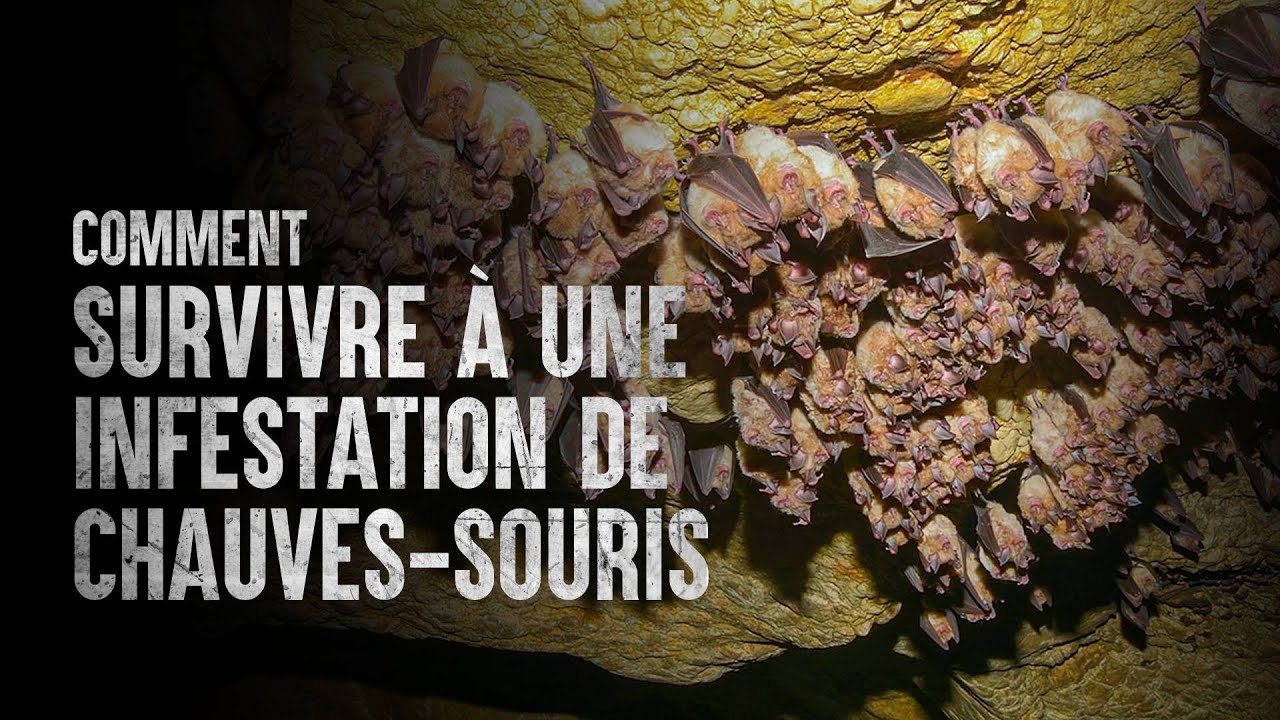 Comment survivre à une infestation de chauves-souris