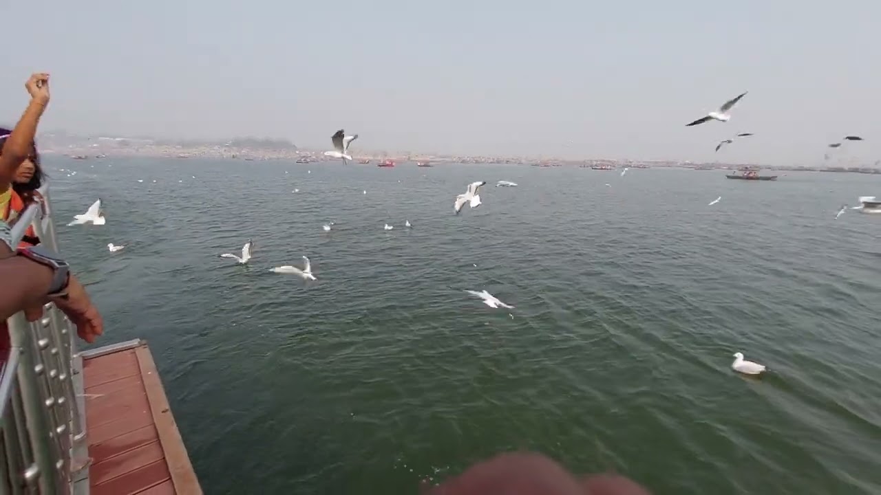 Triveni Sangamam Boat Ride in Prayagraj along with seagulls #PrayagRaj #Kashi #varanasi #seagull