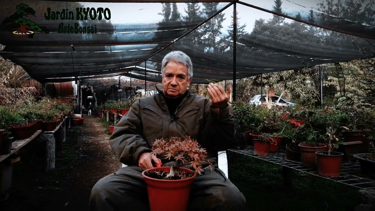 Incursionando en el bonsai | La importancia de elegir una buena especie | Jardín Kyoto Bonsai