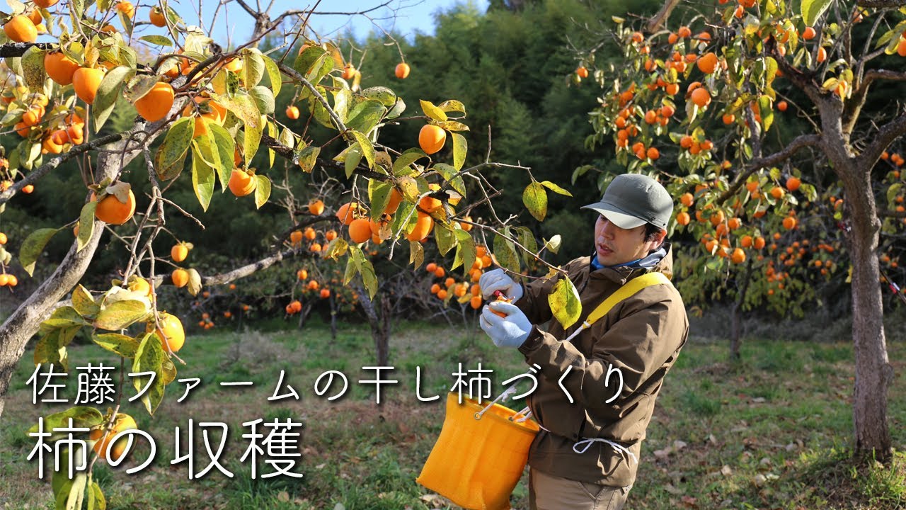 柿の収穫【佐藤ファーム】｜干し柿｜蜂屋柿｜農家｜Dried persimmon｜