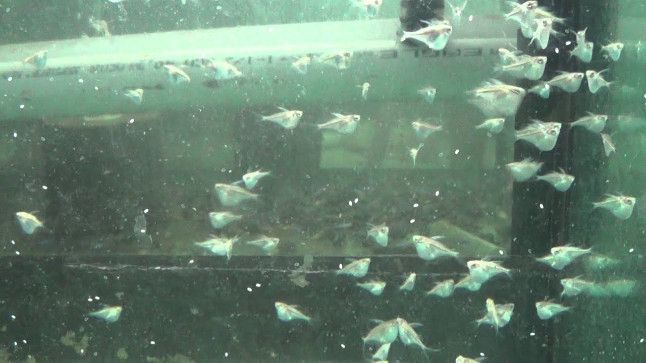 Carnegiella marthae - Blackwing Hatchetfish