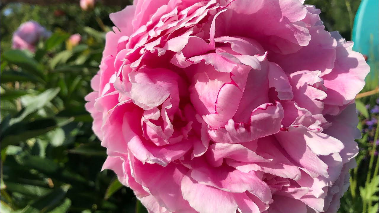 Peony glorious peony