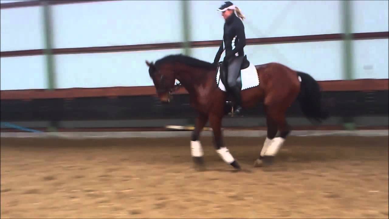 Deutsches Sportpferd walach Karl (Kaiser Karl x San Juan) * SPRZEDANY *