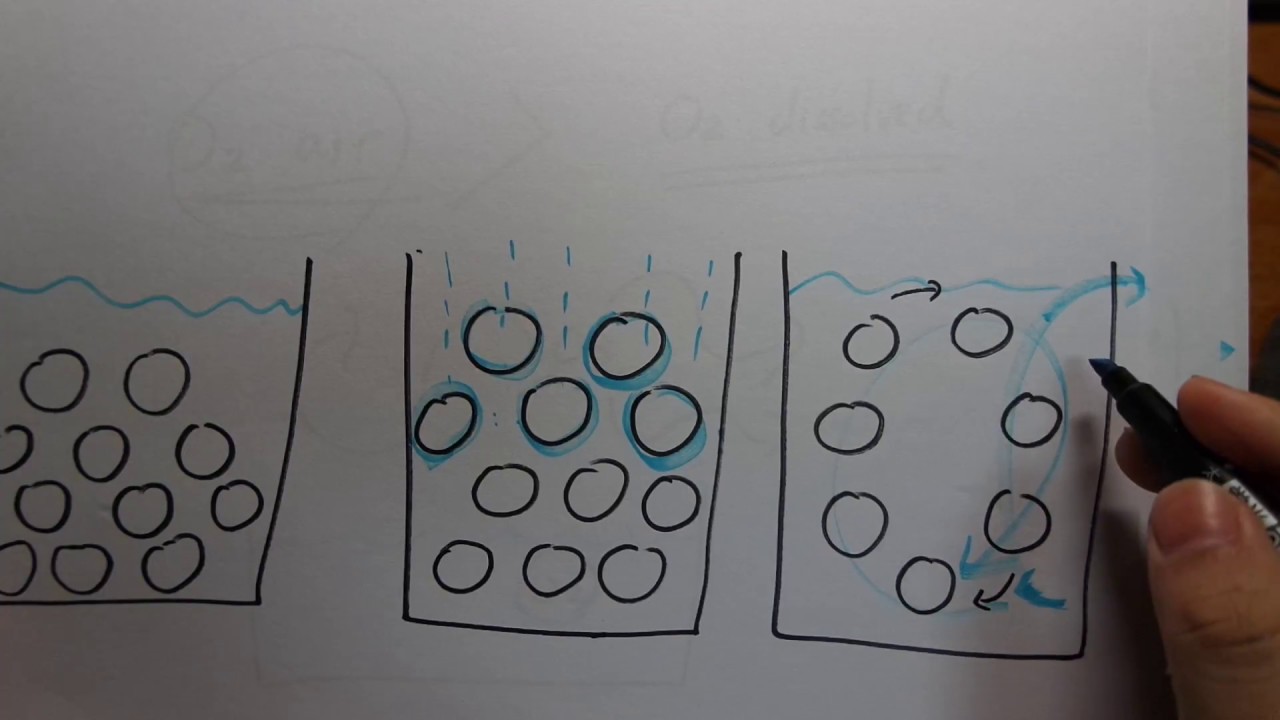 Aquarium Filtration Basics part3: wet/dry, fluidized/moving bed filters. are they more efficient?