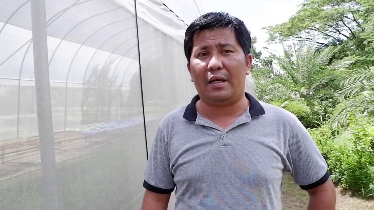 Greenhouse. Business opportunity.