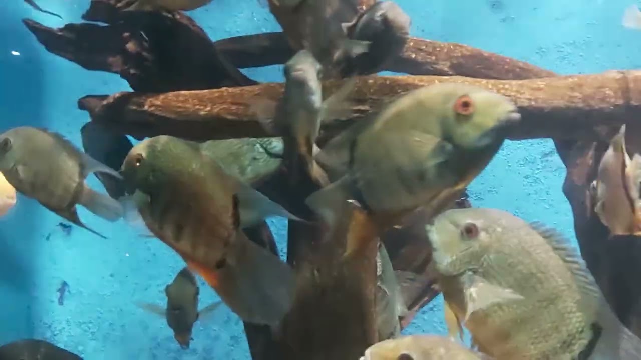 #Peixe