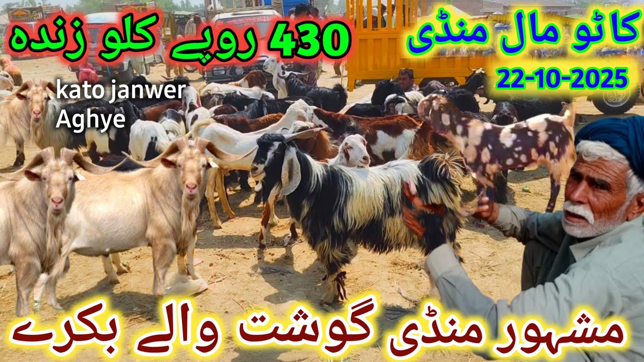 22 October 2025 kato mall mandi pakistan dera ghazi khan bakra mandi 10 se 15 hzar ka bakra lein 