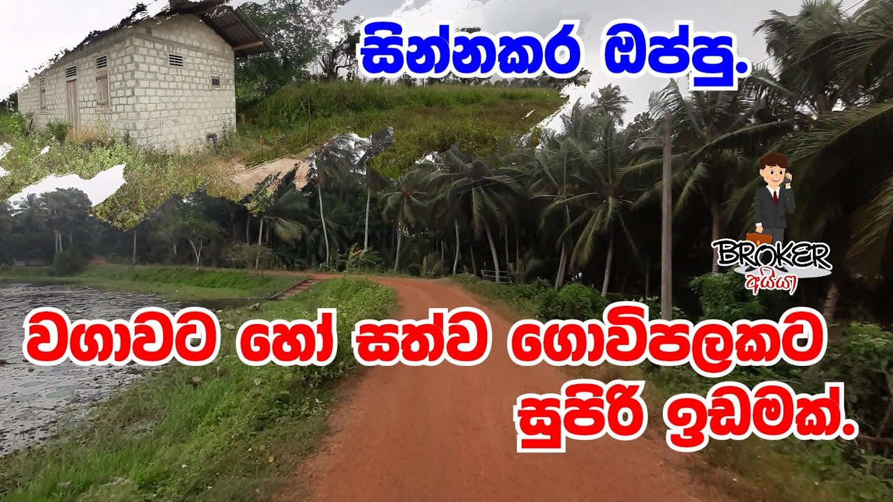 Land For Sale in Nikaweratiya/Cultivation land/Farm land/Idam gewal/property for sale in sri lanka