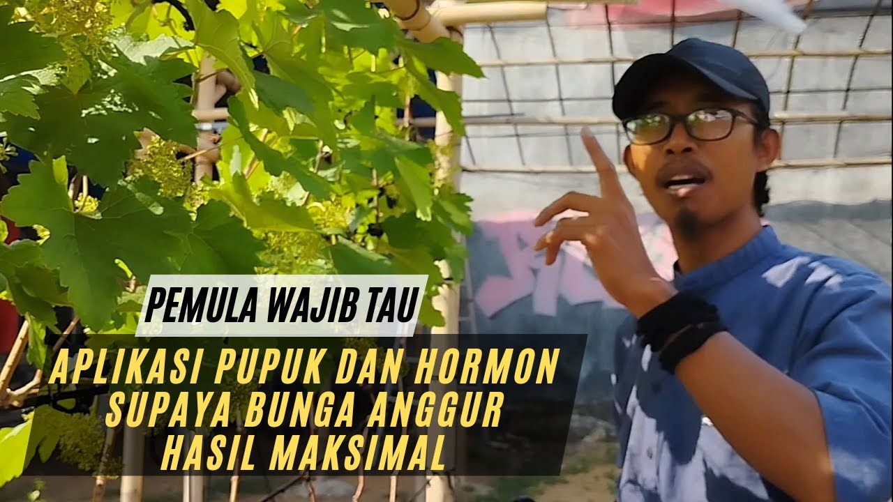 Rincian Aplikasi Pupuk Dan Hormon Untuk Bunga Anggur Supaya Tumbuh Sehat  Maksimal