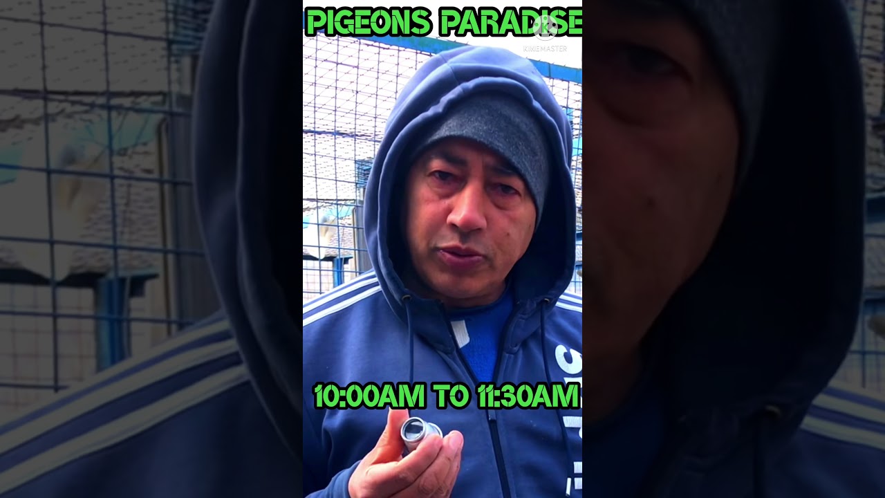 Timing for checking an eyesign || pigeons paradise kashmir
