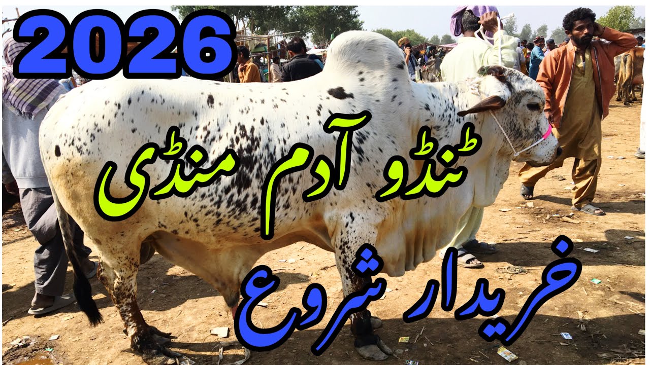 Tando Adam Mawashi Mandi update 2026
