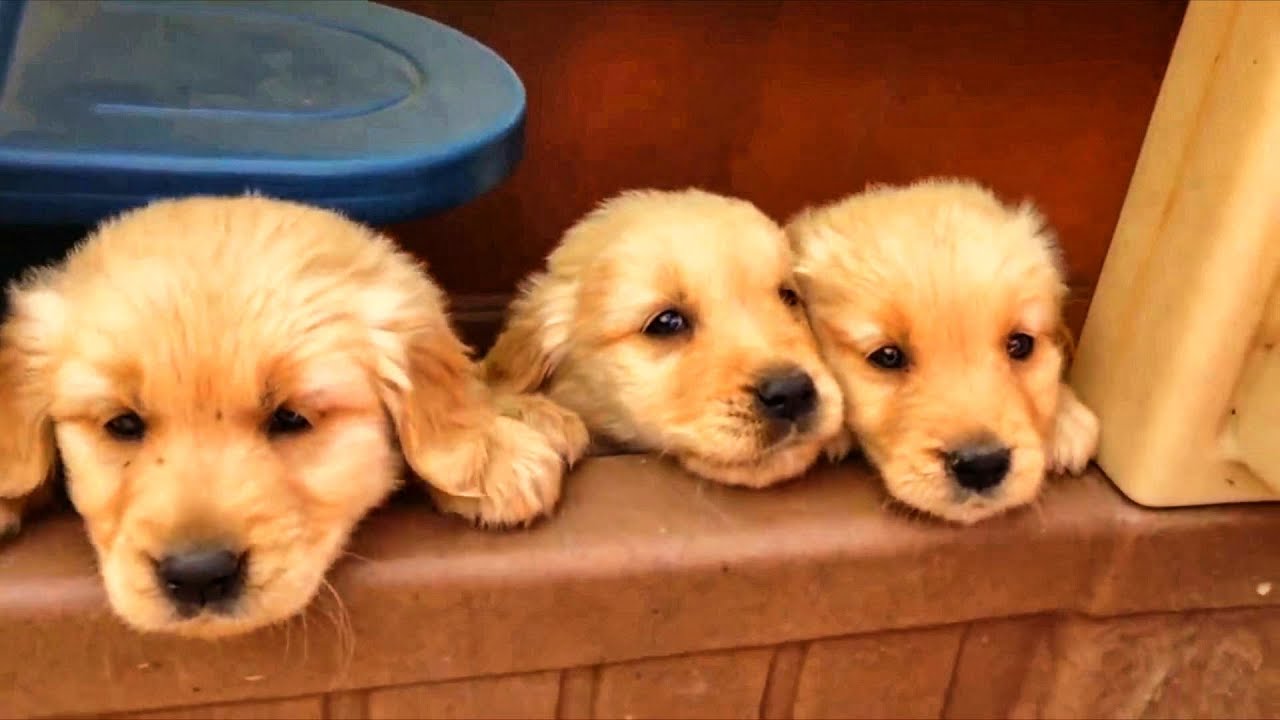 CACHORROS TIERNOS Y BONITOS 🧡 &iexcl;V&iacute;deos de Perros Cachorros! Lunacreciente