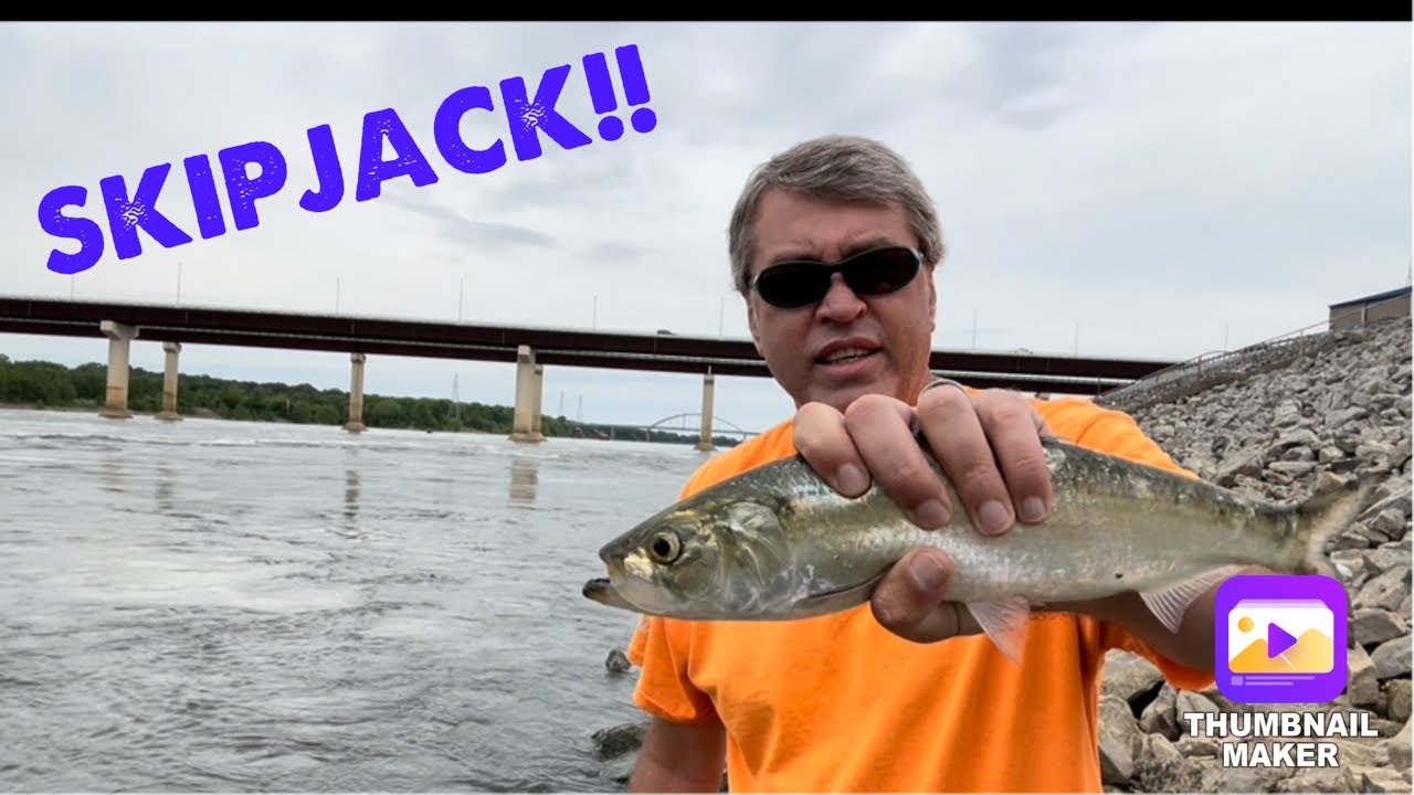 Skipjack Update 5-18-25
