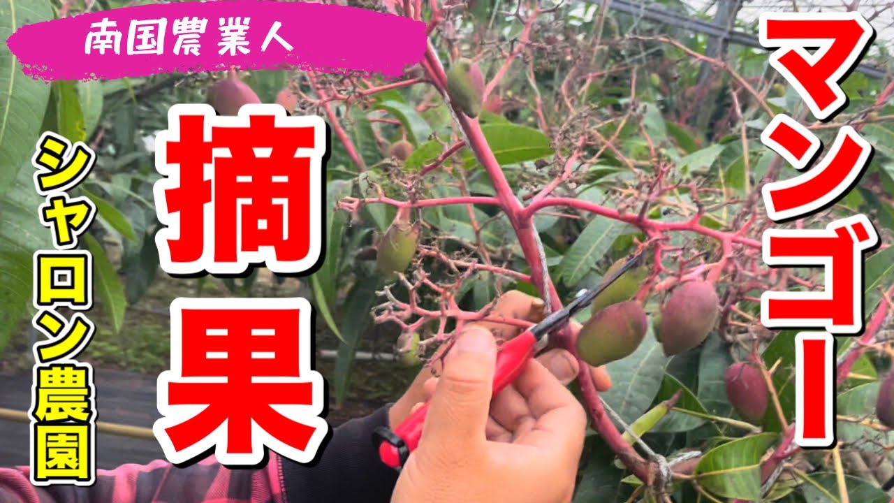 【マンゴー】マンゴーの摘果作業！#マンゴー #マンゴー栽培 #有機栽培 #無農薬栽培 #シャロン農園　#与論島 #ヨロン島