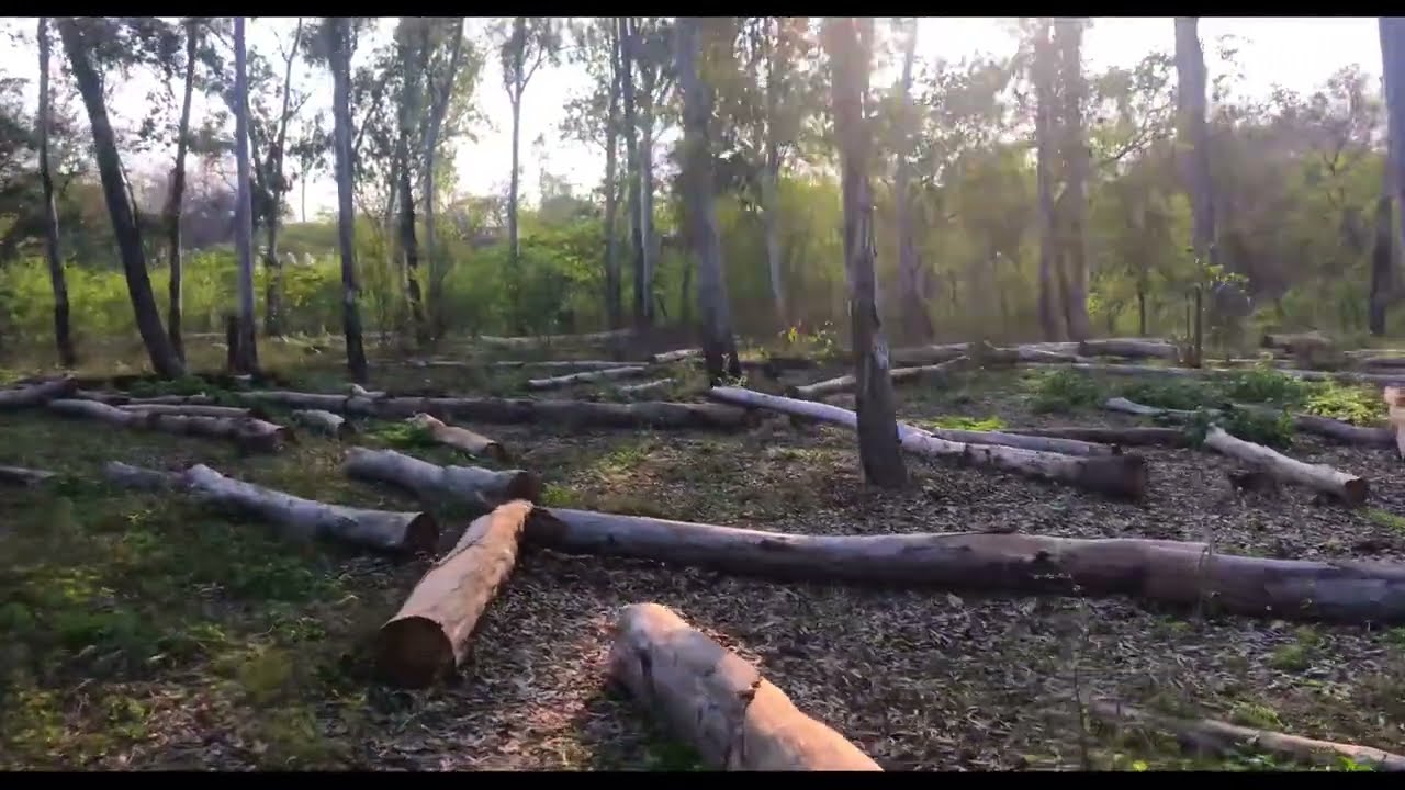 Deforestation video | | trees cut down in forest #deforestation
