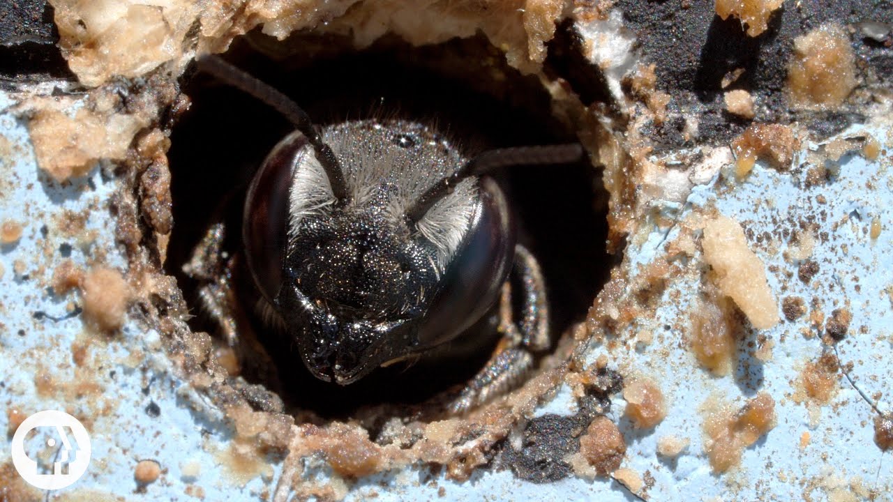 This Bee Gets Punched by Flowers for Your Ice Cream | Deep Look