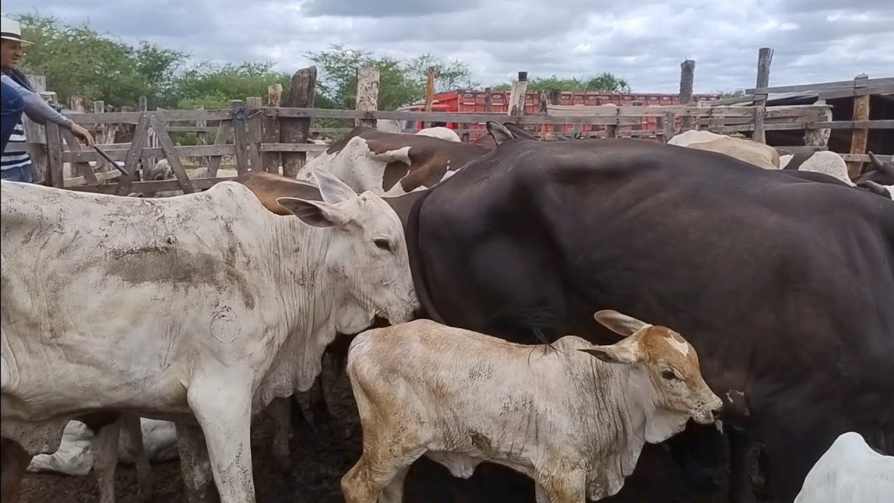 FEIRA DO GADO EM OURICURI PERNAMBUCO DIA, 27/02/2025. #nordeste