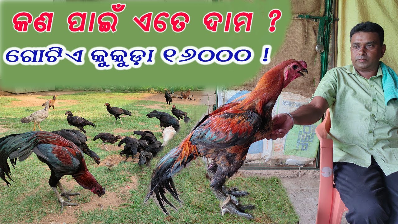 🐓🐓 ସବୁଠାରୁ ଦାମୀ  କୁକୁଡ଼ା  🐓🐓 || High priced backyard poultry farm in Odisha ||