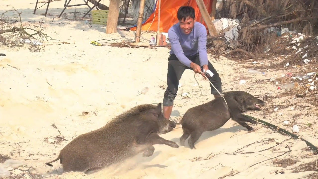 10 Ngày Sinh Tồn Đảo Hoang Tôi Đã Bắt Được Lợn Rừng Đem Về