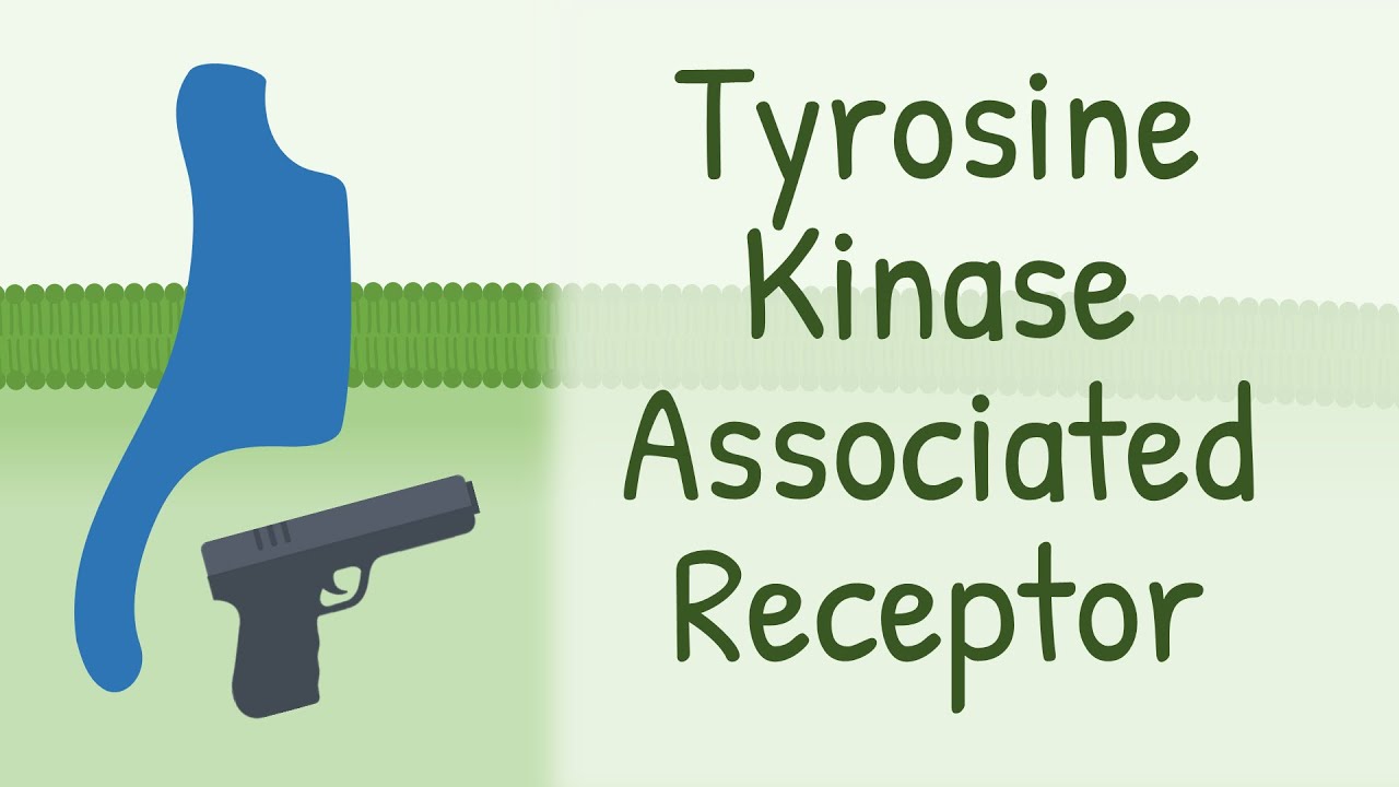 Tyrosine Kinase Associated Receptor || JAK STAT pathway