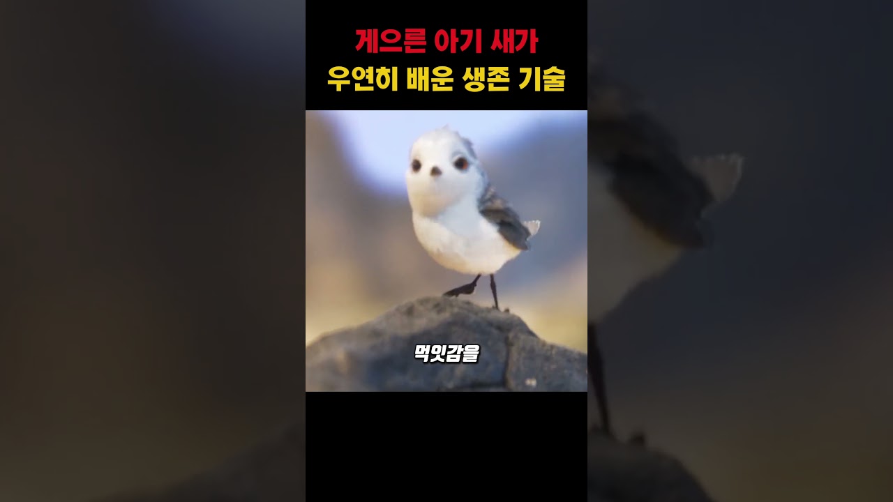 게으른 아기 새가 우연히 배운 생존 기술