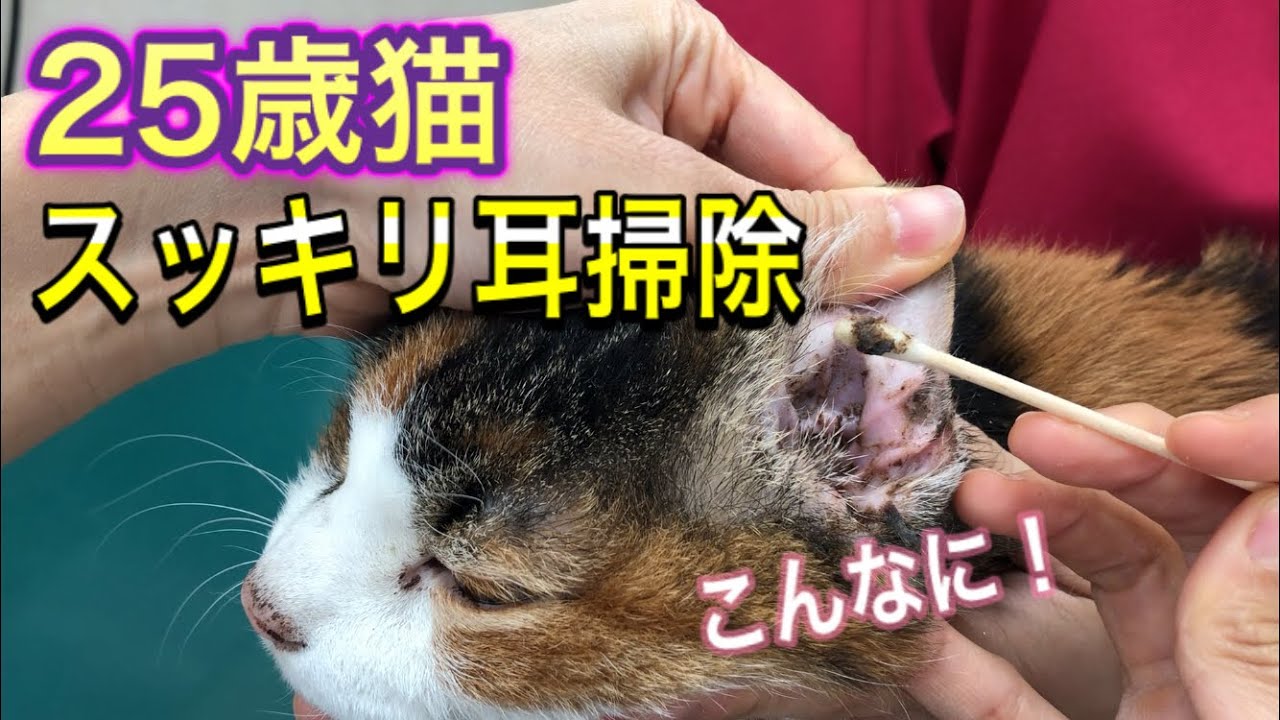 【高齢猫の耳掃除のやり方・綿棒の使い方】２５歳猫ドロドロ耳がスッキリぴかぴかに！