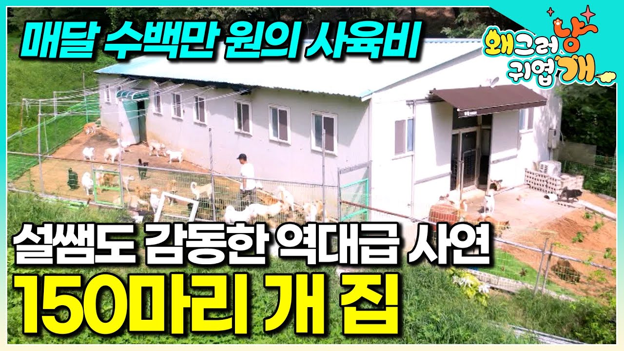 불쌍한 동물을 그냥 지나치지 못해 계속 데려오는 아내와 하루 종일 강아지 돌보느라 못 쉬는 13살 연하 남편. 세나개 역대급 다견 가정의 등장│#왜그러냥귀엽개