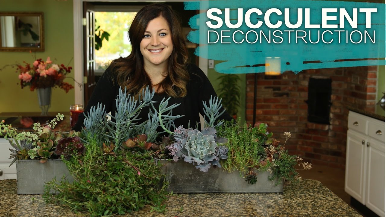How to Take Apart Succulent Containers for Winter | Proven Winners