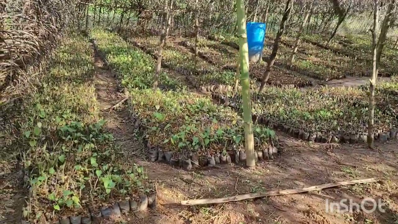 realisation d'une pépiniere de 10 hectare de poivre a pama (kribi)