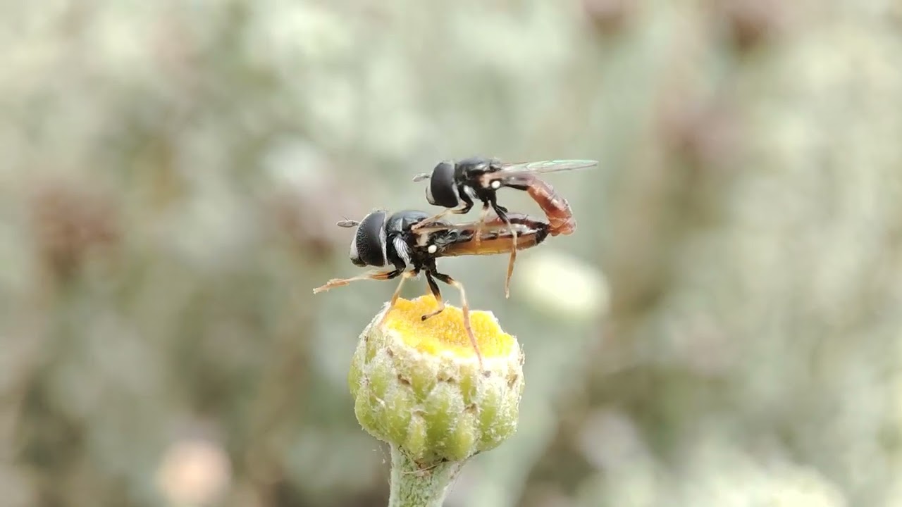 Apareamiento de Paragus cf. tibialis (Díptero) en Lanzarote. Jun24.