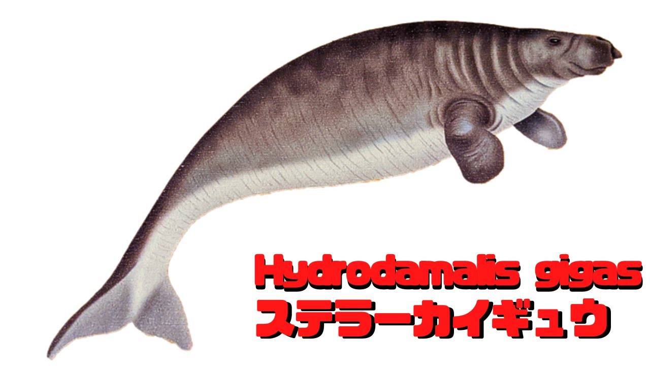 【古生物紹介】ステラーカイギュウ(Hydrodamalis gigas)