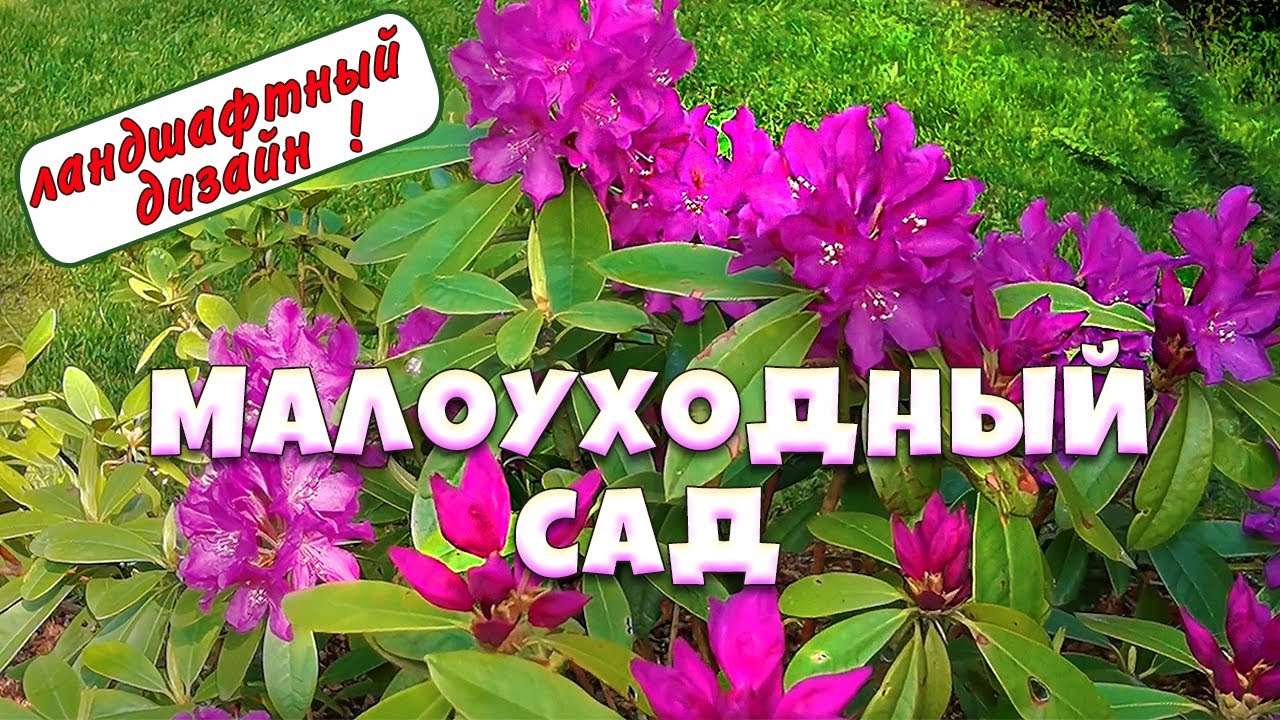 Малоуходный сад, цветущие рододендроны и советы ландшафтного дизайнера 🌺🌺🌺 8 соток💥