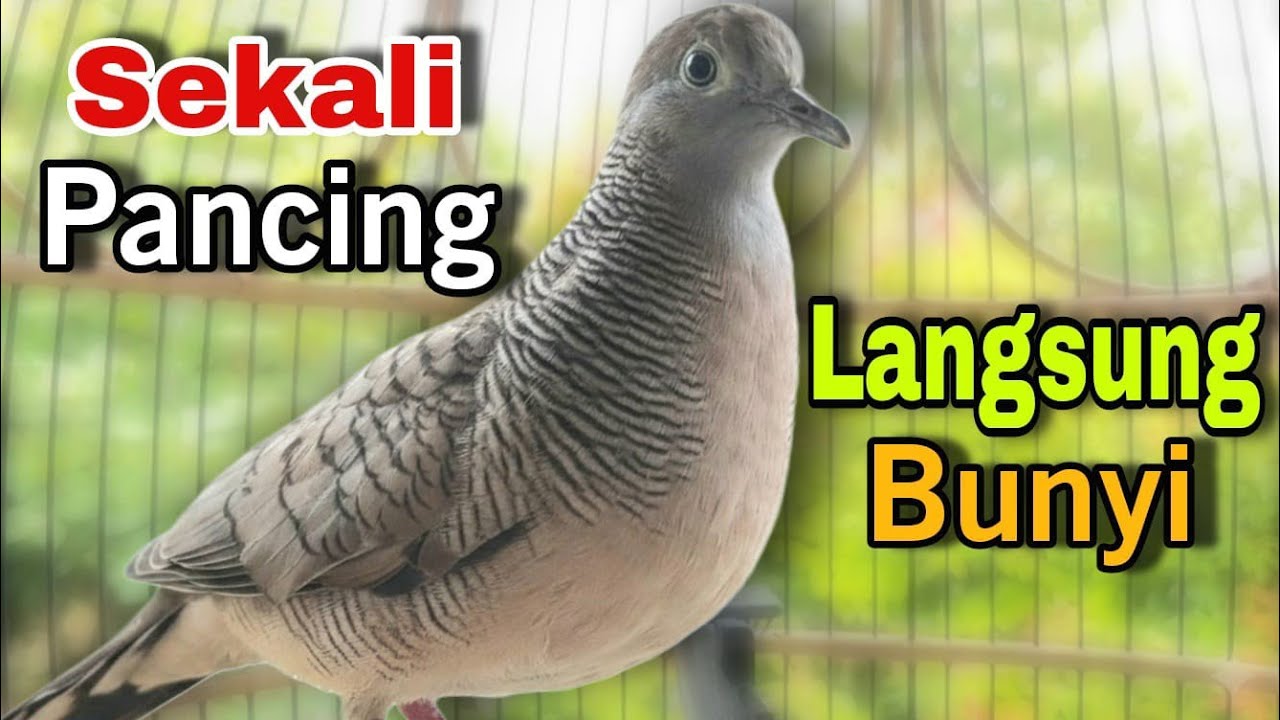 Perkutut lokal gacor pancingan untuk burung perkutut agar GACOR dan BUNYI