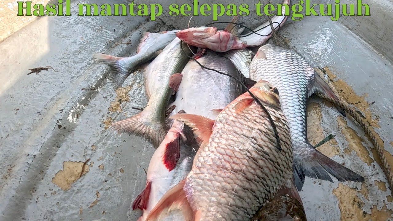 Hasil mantap selepas tengkujuh 😂