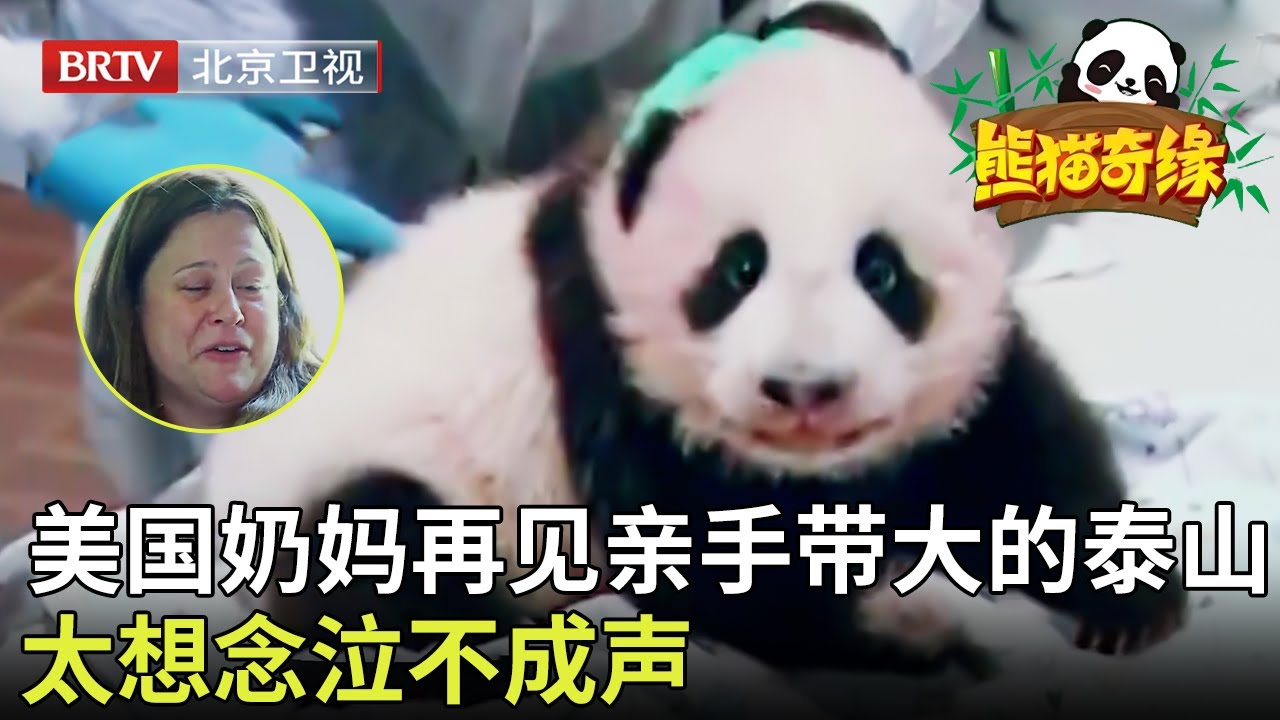 从小接生照顾熊猫泰山，美国奶妈再见亲手养大的泰山，太想念泣不成声，直呼谢谢中国！ 【熊猫奇缘】 #中国大熊猫#panda#cute
