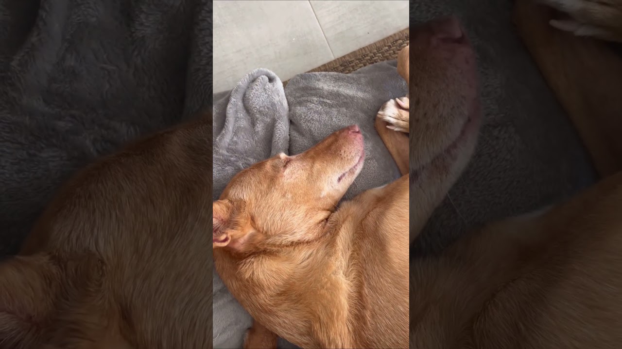 🔵Los PODENCOS en casa 🏠 #perros