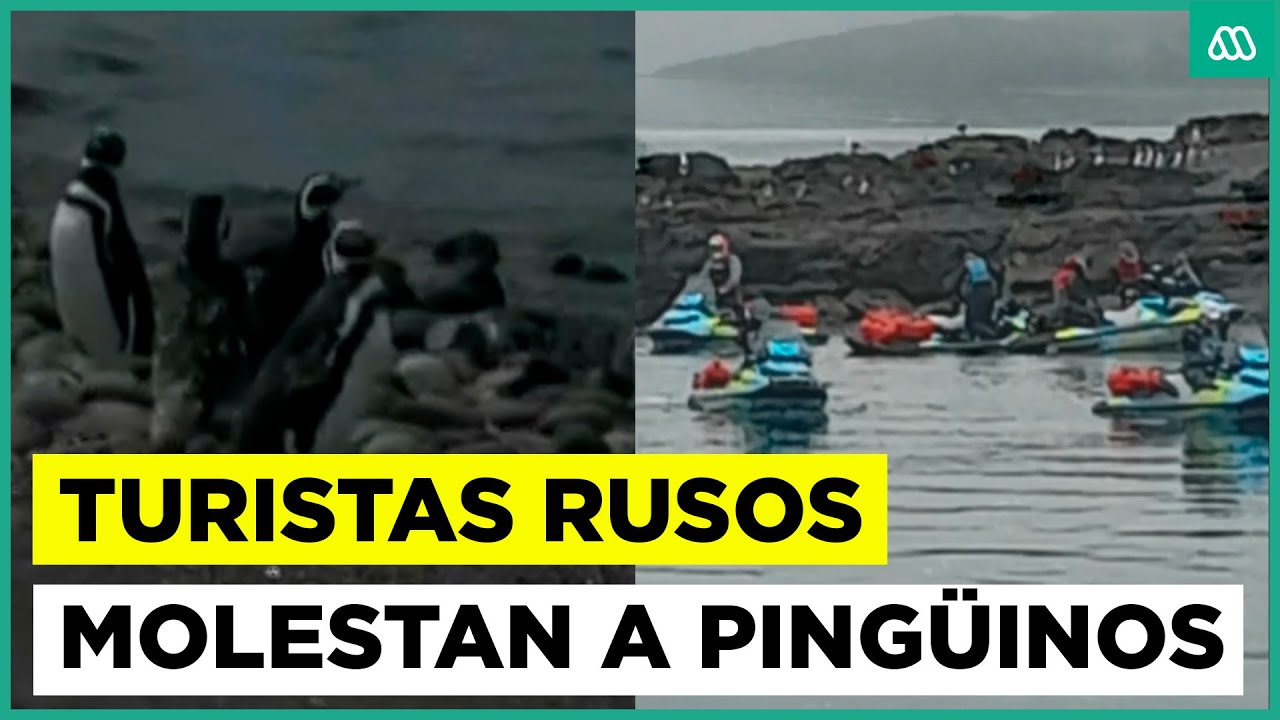Nueva denuncia contra grupo de turistas rusos: ahora molestaron a pingüinos de Magallanes