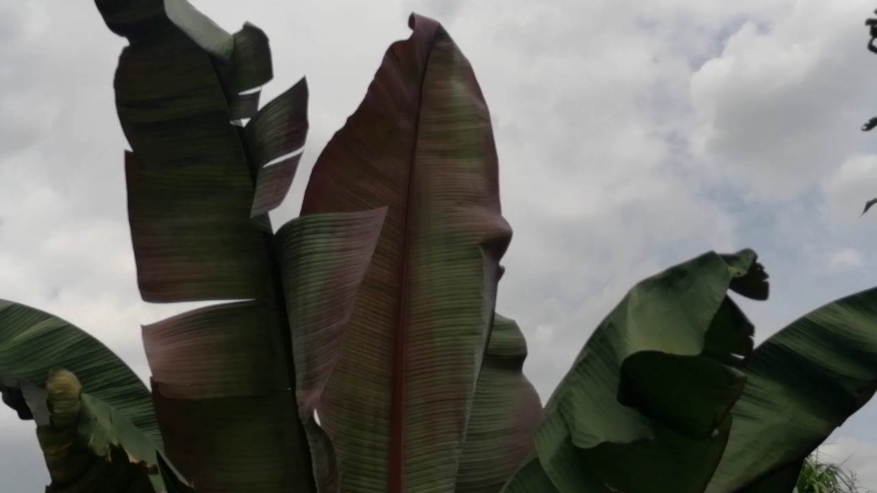 254#. Ensete Ventricosum Maurelli- największy banan w Ogrodzie