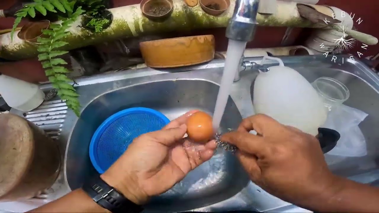 Kutip hasil ayam penelor