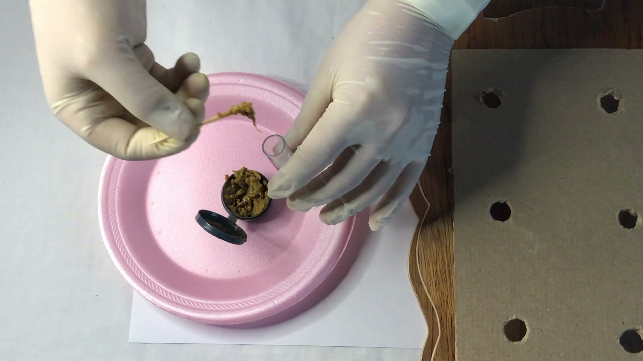 Técnicas de diagnóstico de parásitos II #Parasitología