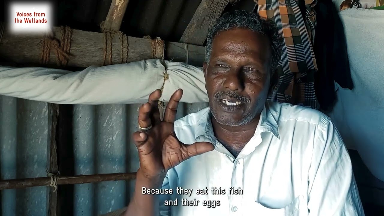 Conservation of Olive Ridley Turtles in Kodiyakarai, Tamil Nadu