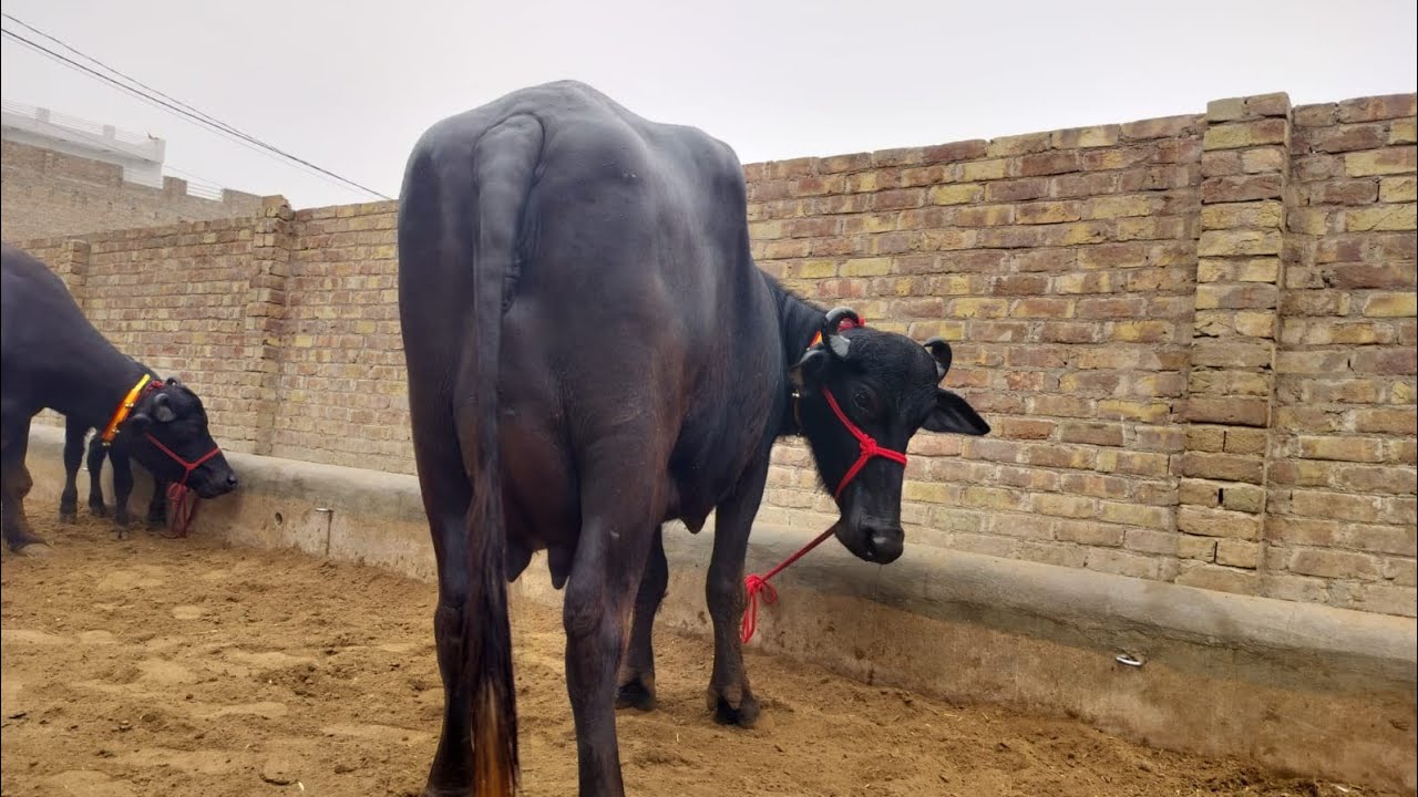 2 नायाब नगीने खरीदे 18 से 28 लीटर दूध निकाल कर खरीदे BHADU DAIRY FARM 