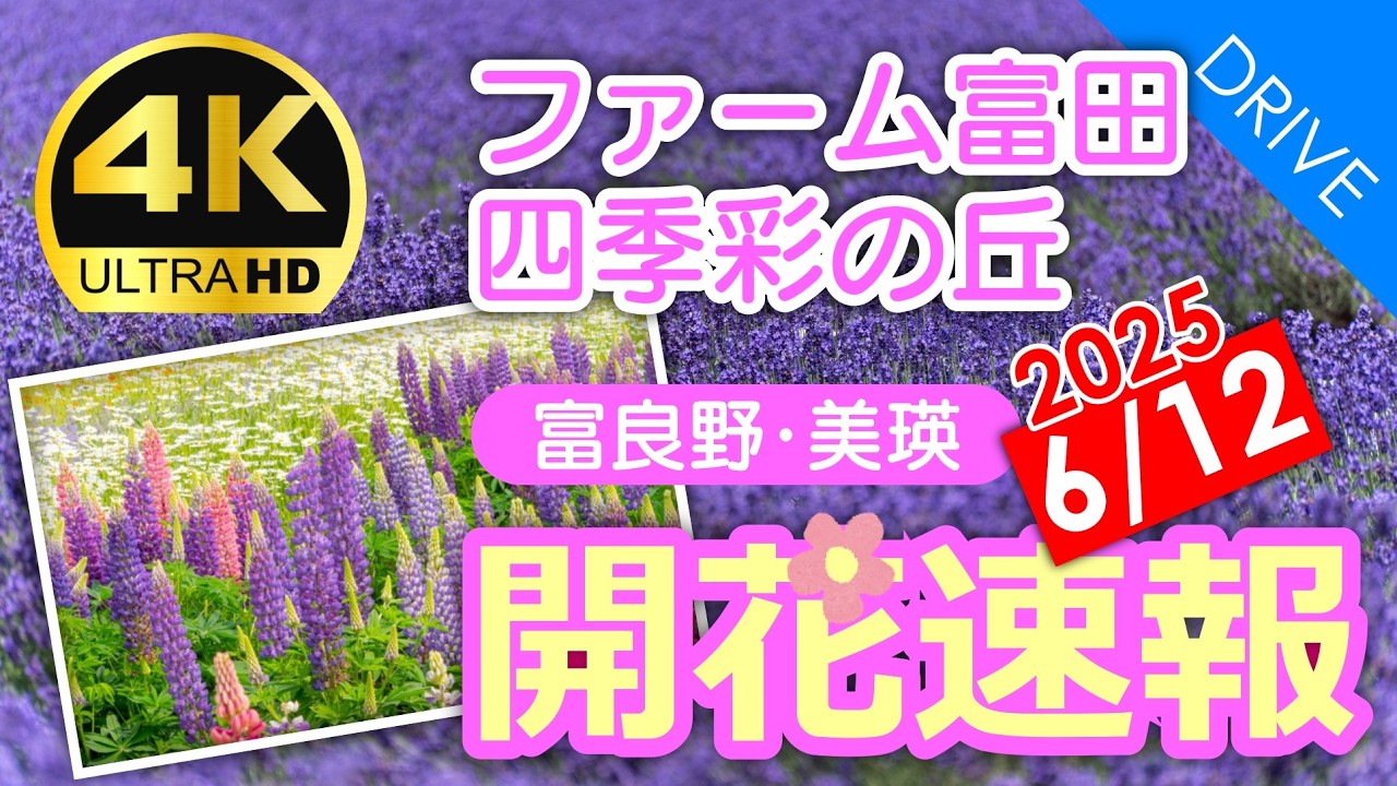 【6/12開花速報】ファーム富田・四季彩の丘他 富良野と美瑛の絶景花畑8か所を周ってきました｜2025年