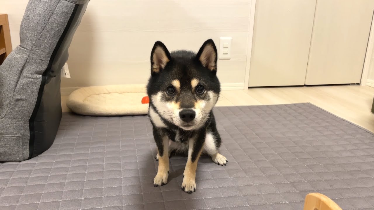 愛犬にお月見団子を作ってあげたらまさかの反応でした