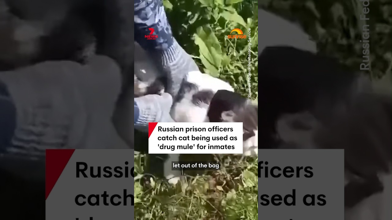 В российской колонии поймали кота-наркокурьера