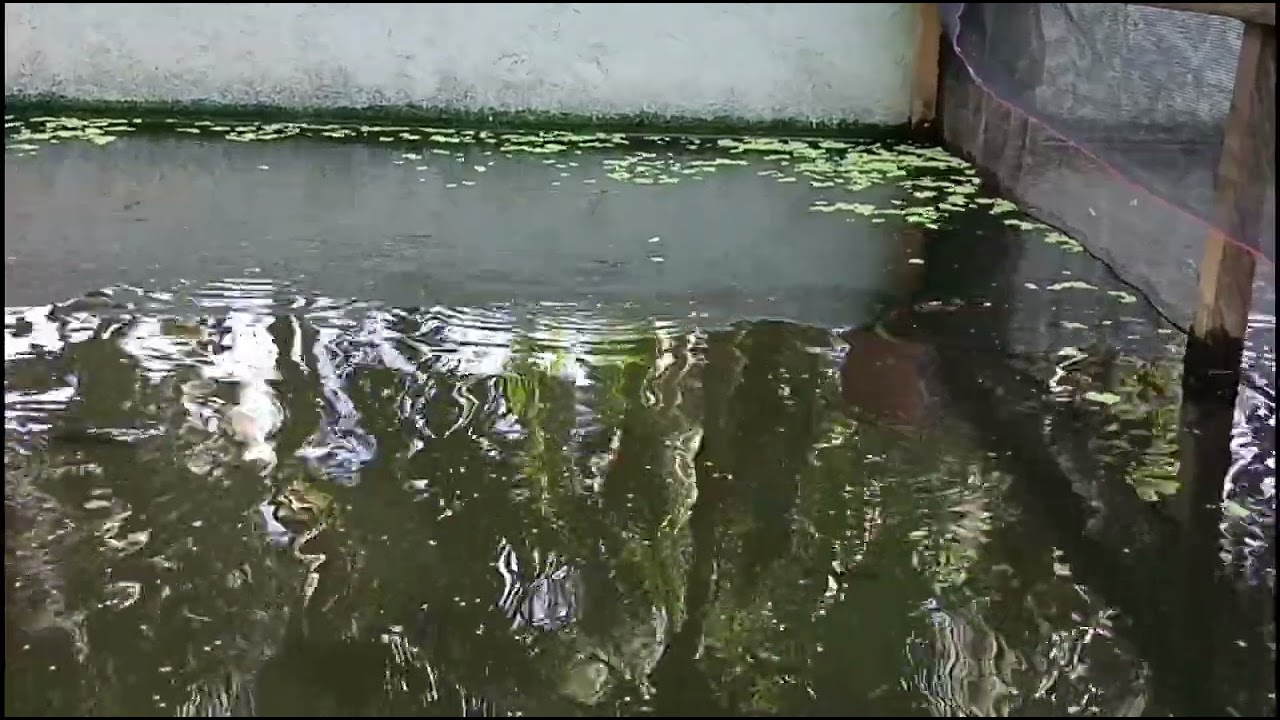 Dalag from wild: Kumakain ba Ng Floating Feeds.