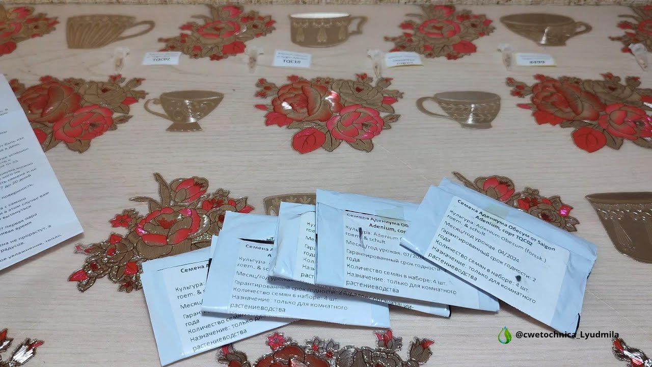 Посев семян адениумов🌱