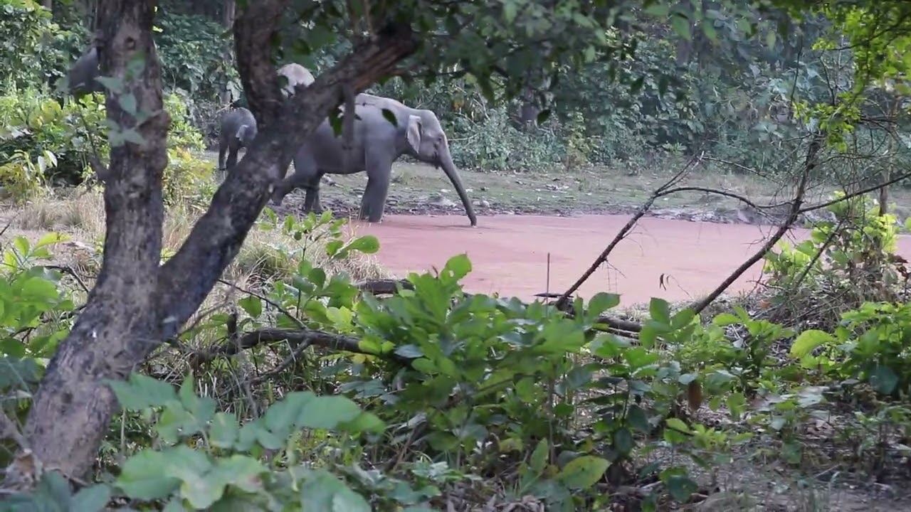 Elephants Drinking Water 🐘💧 | Phato Eco Tourism Zone | Pink Water Hole
