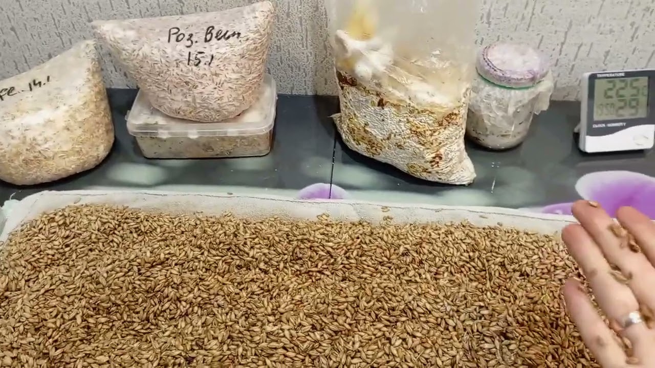 Подготовка зерна к засеву мицелием! Подробное описание.
