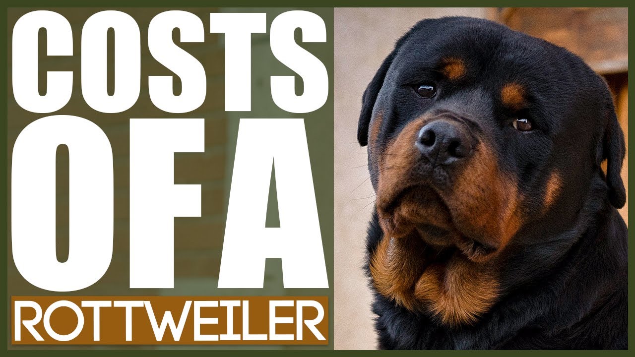 How Much Does A ROTTWEILER COST?